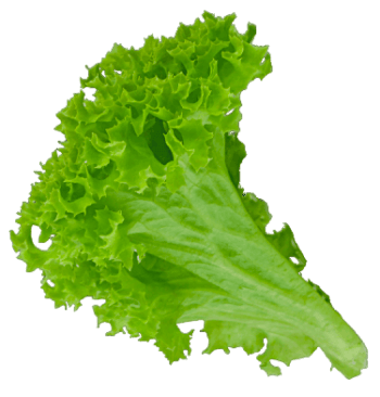 Lettuce 1