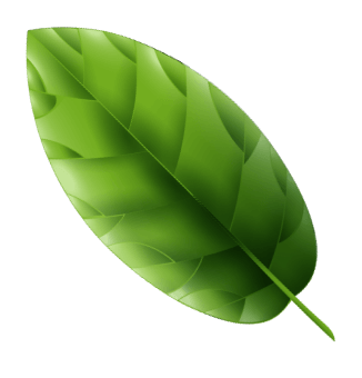 Leaf 1