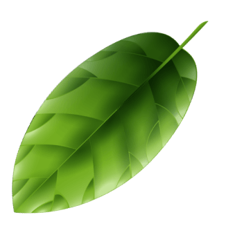 Leaf 2